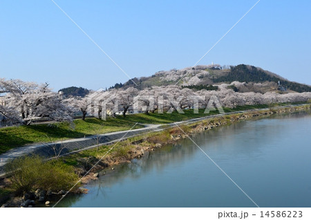 一目千本桜と白石川 一目千本桜と白石川 14586223