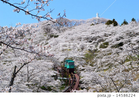 船岡城址公園の桜 船岡城址公園の桜 14586224