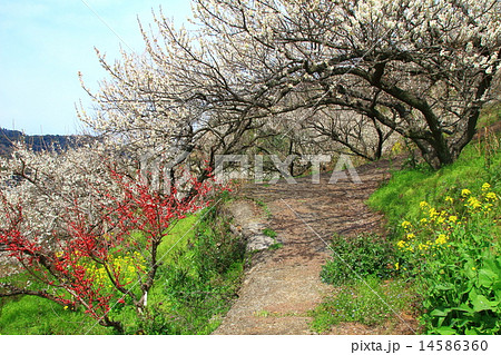 牛尾梅林　梅の花と菜の花 14586360