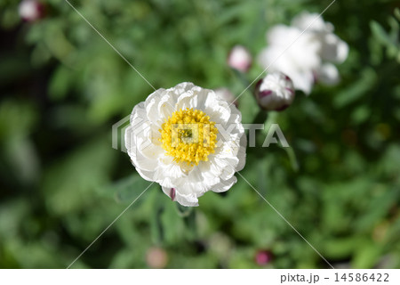 花かんざし 花かんざし 14586422