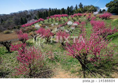 陽春の花桃の丘 14586604