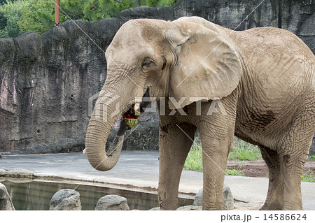 多摩動物公園　アフリカゾウ 14586624
