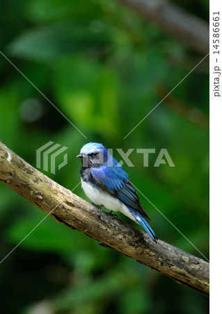 オオルリ 14586661