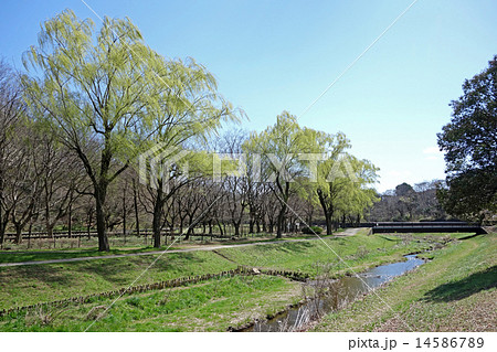 早春の都立野川公園（柳橋付近から見た桜橋） 14586789