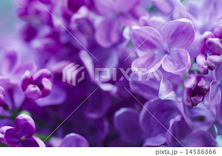 Lilac flowers background Lilac flowers background 14586866