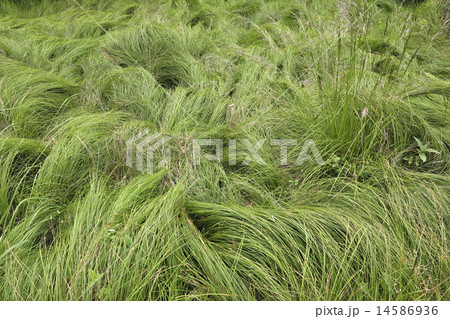 silky grass silky grass 14586936