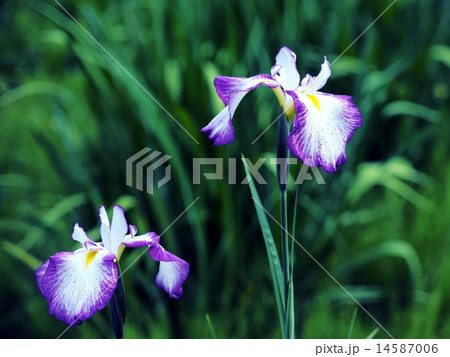 菖蒲 菖蒲 14587006