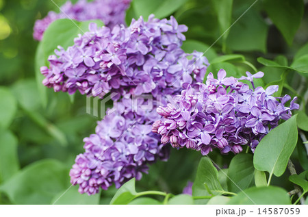 Spring lilac flowers 14587059