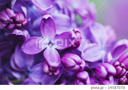 Lilac flowers background 14587070