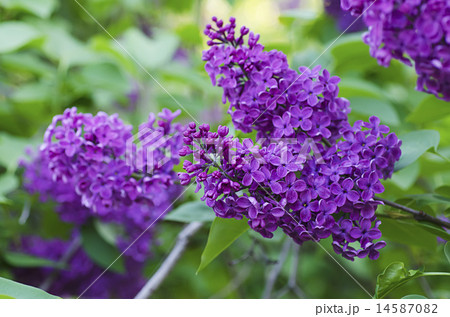 Branch of lilac flowers 14587082