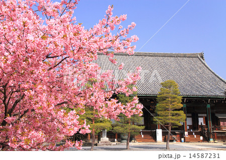 3月京都 清凉寺・本堂と河津桜 3月京都 清凉寺・本堂と河津桜 14587231