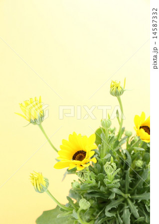 ディモルフォセカ 14587332