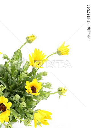 ディモルフォセカ 14587342