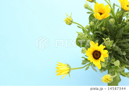 ディモルフォセカ 14587344