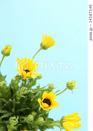 ディモルフォセカ 14587346