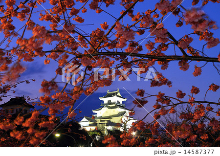 3月静岡 掛川城・天守閣ライトアップと掛川桜 14587377