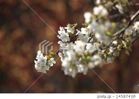 サクラ サクラ 14587430