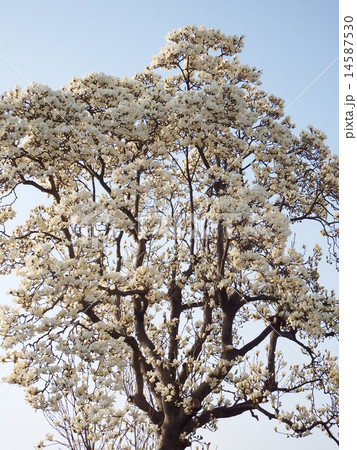 樹高15メートルにもなるハクモクレン。地球上最古の花木である。の写真 ...