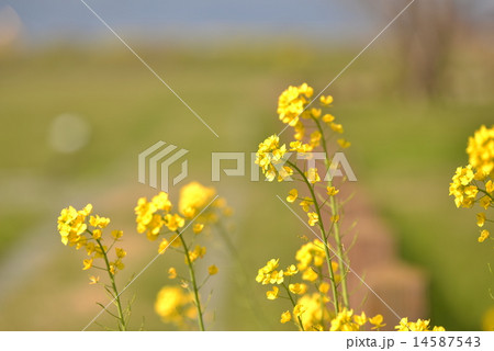 菜の花の季節の写真素材