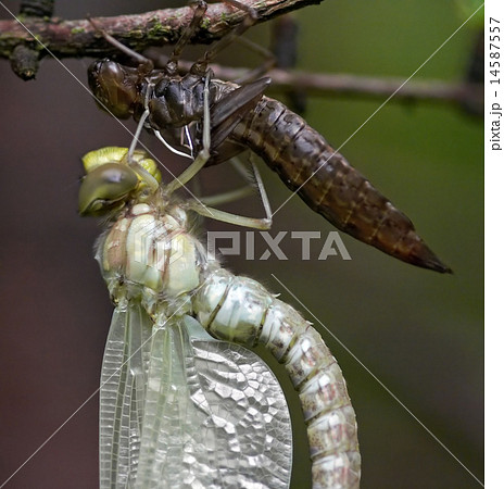 emergence of insects 14587557