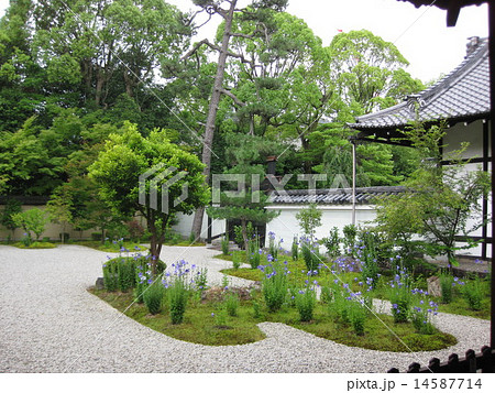 廬山寺の庭園 14587714
