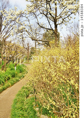 花咲く庭園 花咲く庭園 14588384