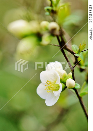 ボケの花 ボケの花 14588388