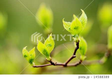 若葉 若葉 14588389