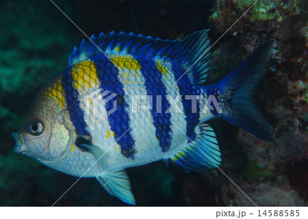 オヤビッチャ 14588585