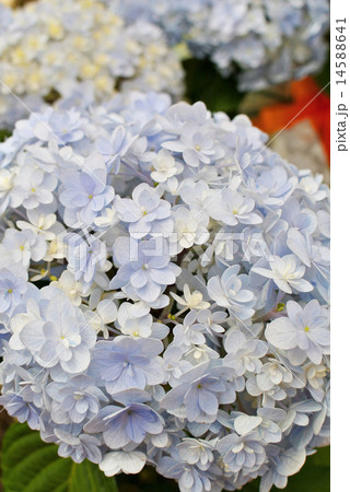 満開の紫陽花「てまりてまり」　 14588641