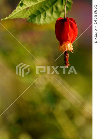 チロリアンランプ チロリアンランプ 14588661