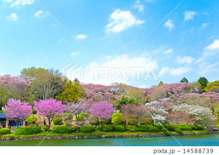 三ッ池公園の春の写真素材