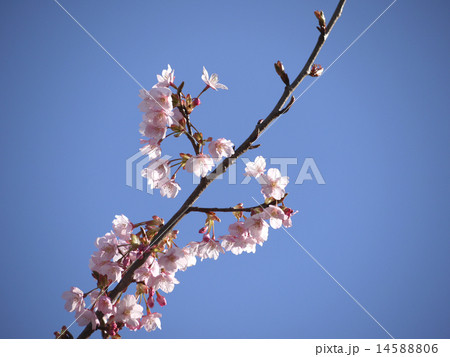 蜂須賀桜03 蜂須賀桜03 14588806