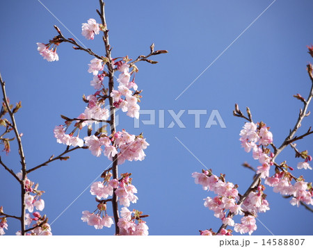 蜂須賀桜04 14588807