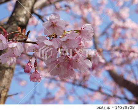 蜂須賀桜06 蜂須賀桜06 14588809