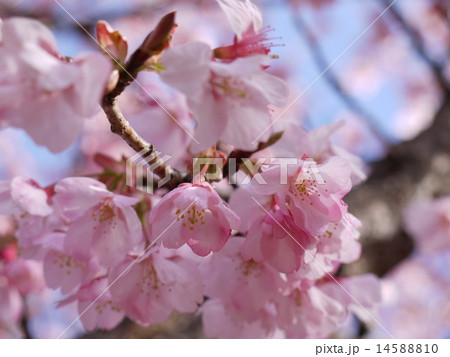 蜂須賀桜07 14588810