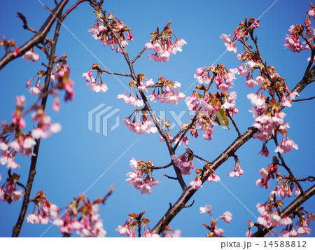 蜂須賀桜09 14588812