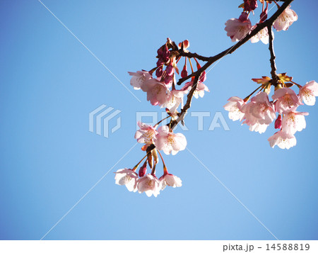 蜂須賀桜16 14588819