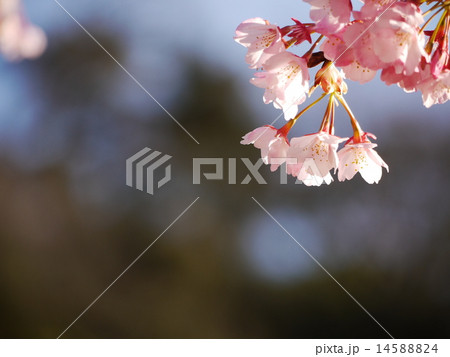 蜂須賀桜21 14588824