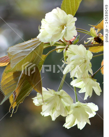 ウコンザクラ 14589049