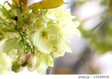 ウコンザクラ 14589056