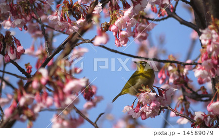 メジロと蜂須賀桜01 14589079