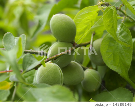 植物　梅　 14589149