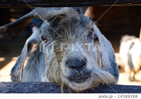 ミミナガヤギ 14589398