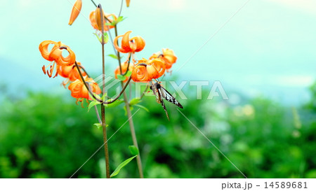 クルマユリ 14589681