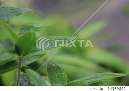 植物 花 クマザサ 熊笹の写真素材