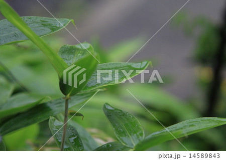 植物 花 クマザサ 熊笹の写真素材