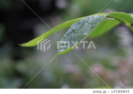 植物 花 クマザサ 熊笹の写真素材