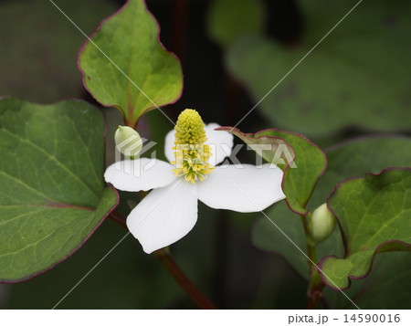 植物 花 ドクダミ 植物 花 ドクダミ 14590016