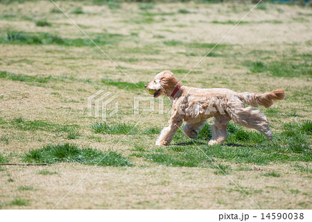 草原を走る犬 14590038